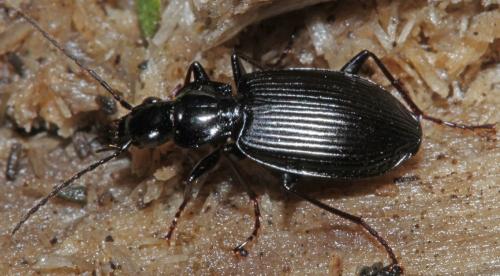 Réf. 333 116 : Platynus assimilis